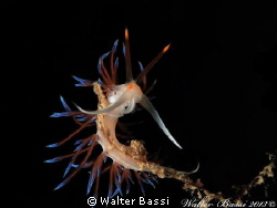 "Acrobatic" by Walter Bassi 